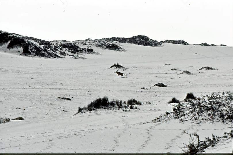 Lone gemsbok on dunes